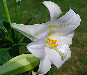 LOVELY LILY, white, lovely, pretty, lily HD wallpaper