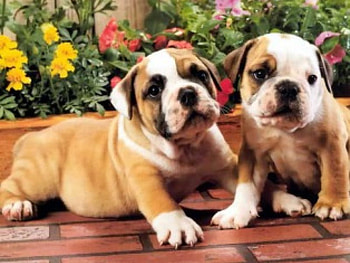 bulldog puppys, buddys HD wallpaper
