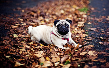 Animals, Dogs, Pets, Pug HD wallpaper