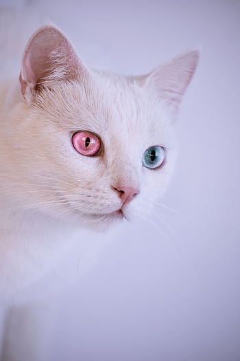 Stunning portrait of a white cat with striking heterochromia, pink and blue eyes. HD phone wallpaper
