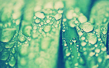 Grass, Drops, Macro, Surface, Sheet, Leaf HD wallpaper