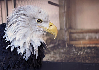Animals, Bird, Beak, Predator, Eagle, Bald Eagle, White-Headed Eagle HD wallpaper