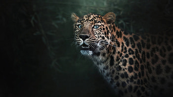 Regal Leopard, leopard, big cat, exotic, wild, Firefox Persona theme, dark HD wallpaper