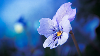 Pansy, blue, one, flower HD wallpaper