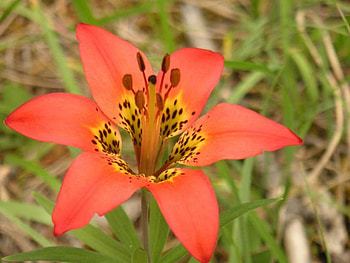 Beautiful flower, nature, flowers HD wallpaper