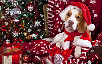 Christmas puppy, dog, animal, white, craciun, puppy, christmas, red, santa, hat HD wallpaper