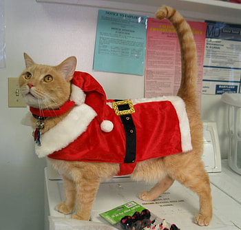 Funny Santa, sweet, christmas, red, funny, pet, santa HD wallpaper