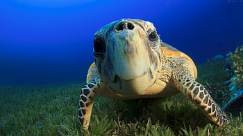 Sea turtles' realm, Aquatic background, Ryan Sellers' collection, Marine beauty HD wallpaper