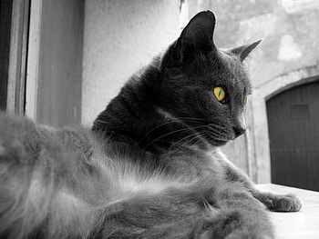Cat, animal, kitten, cute, feline HD wallpaper