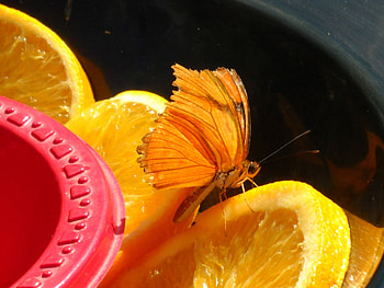 Oranges, eat, red HD wallpaper
