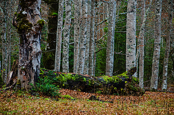Nature, Trees, Birches, Forest, Moss HD wallpaper