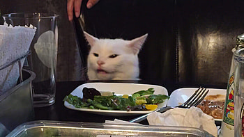 Funny Meme Cat, funny, meme HD wallpaper