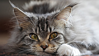 Funny Maine Coon cat , Adorable kitten , Perfect for and mobile HD wallpaper