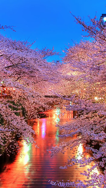 Beautiful For, Spring Tree HD phone wallpaper