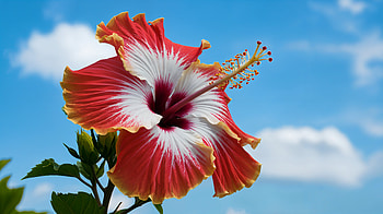 Stunning Hibiscus in Ultra, hibiscus, flower, nature, sky HD wallpaper