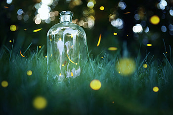 Firefly season, Beautiful phenomenon, Pennsylvania landscape, Natural wonders HD wallpaper
