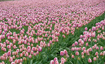 Flowers, Tulips, Field, Plantation, Spring HD wallpaper