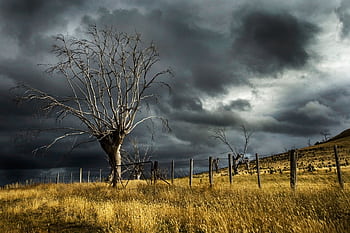 An ominous storm cloud looms over a dry rural landscape with a solitary bare tree and fence. HD wallpaper