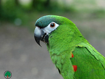adi, birds, animals HD wallpaper