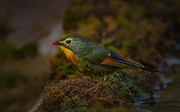 Red-billed Leiothrix, animal, leiothrix, red billed, bird HD wallpaper