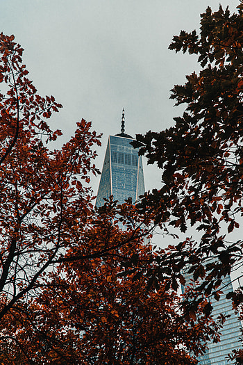 Trees, Building, Miscellanea, Miscellaneous, Branches, Facade HD phone wallpaper