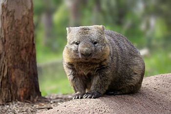Australian animals, Cute animal ideas, Wombat inspiration HD wallpaper