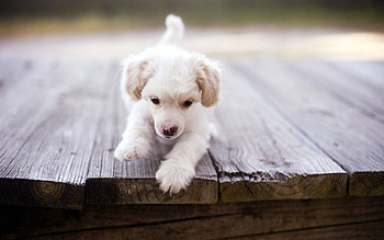 Animals, Fluffy, Dog, Puppy, Play HD wallpaper