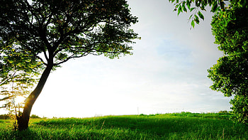 Nature, Trees, Sun, Shine, Light, View, dom, Expanse, Open Spaces HD wallpaper