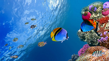 Underwater, Coral Reefs HD wallpaper