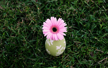 pink gerbera, pink, flower, beautiful, grass, gerbera HD wallpaper