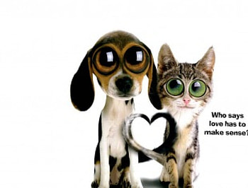 Cat and Dog Love, dog, tails, sense, love, cat, heart HD wallpaper