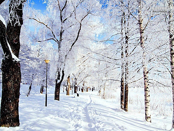 Snowy Path In The Park, winter, white, pathway, snow, trees, nature, lovely, park HD wallpaper