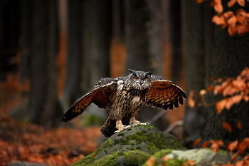 Owl Bird Of Prey , owl, birds HD wallpaper