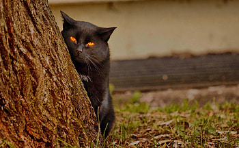 spy cat, spy, red, eyes, , cat, tree HD wallpaper