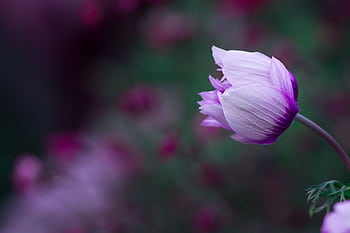 Vibrant close-up of a purple Anemone flower in bloom with blurred background. HD wallpaper