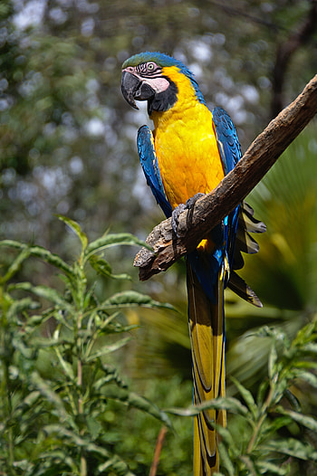 Animals, Parrots, Bright, Bird, Tail, Macaw HD phone wallpaper