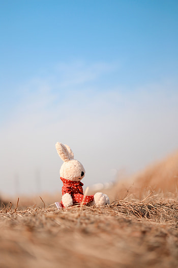Miscellanea, Miscellaneous, Toy, Plush, Rabbit HD phone wallpaper
