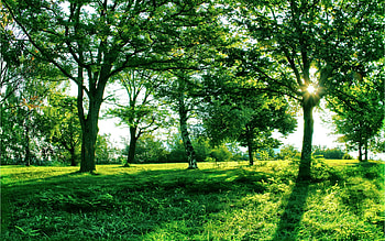 Nature, Trees, Grass, Sun, Summer, Shine, Light, Branches, Branch, Alley, Shadows HD wallpaper
