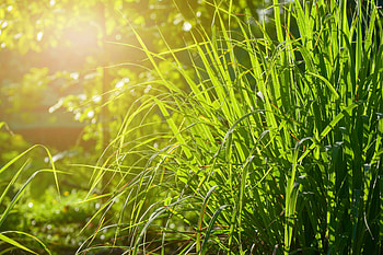 Lemongrass , Peaceful nature, Relaxing backgrounds, Harmonious visuals HD wallpaper