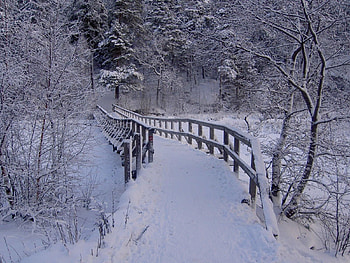 Winter, Nature, Rivers, Trees, Forest, Bridge HD wallpaper
