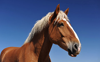 Animals, Background, Sky, Muzzle, Sight, Opinion, Mane, Horse HD wallpaper