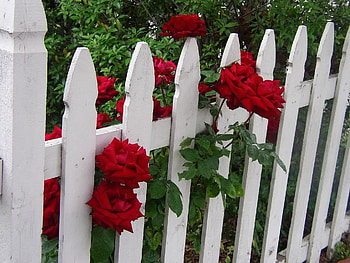 red rose fence, rose, white, red, fence, beautiful, nature HD wallpaper