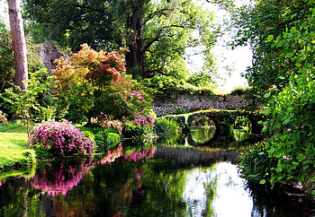 Garden, nature, flowers, forest HD wallpaper
