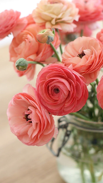 Ranunculus, Pink, Flower HD phone wallpaper