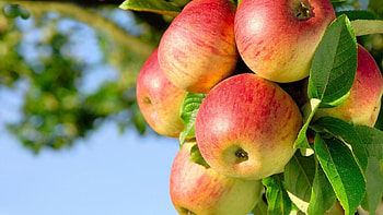 Apple Tree, Apple tree , Backgrounds HD wallpaper
