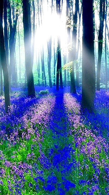 Shining, Blue Forest HD phone wallpaper