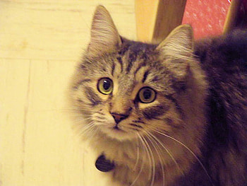 Adorable tabby, sweet, animal, kitten, cat, tabby HD wallpaper