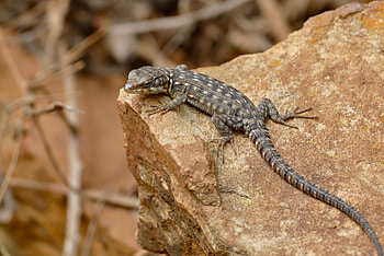 Animals, Rock, Stone, Lizard, Reptile, Paws, Amphibian HD wallpaper