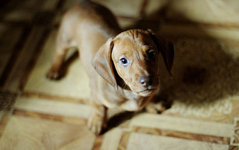 Animals, Miscellanea, Miscellaneous, Dog, Puppy, Mood, Charm HD wallpaper