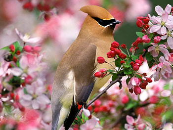 Animals, Birds HD wallpaper